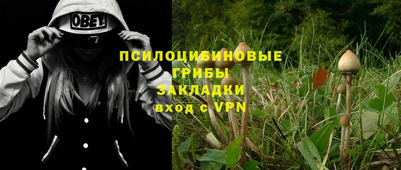 Псилоцибиновые грибы Psilocybe  как найти   OMG как зайти  Барабинск 